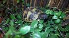  Verkaufe schöne und agile Griechische Landschildkröten aus2021
