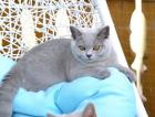 BKH Katzenbabys mit Stammbaum