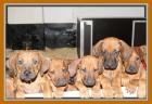 4 Rhodesian Ridgeback Mädels suchen...