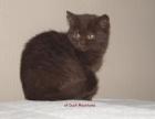BKH-Kitten in Chocolate