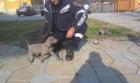 Reinrassiger Weimaraner Welpen mit Ahnentafel