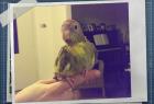 Super handzahmer und verspielter Ziegenhahn kann bald in ein neues zu Hause!