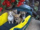  Typvoller Chihuahua Welpe aus Seriöser Zucht, sucht Dich!