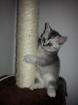 BKH KITTEN