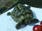 Griechische Landschildkröte Schildkröte , männlich, 18 Jahre aus Freilandhaltung
