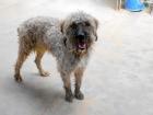 Apolo sucht ein neues zu Hause