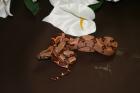 Boa Constrictor Imperator DNZ - Bloody Salmon, Pink Pastel, Hypo Jungle