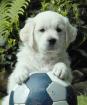 Wurferwartung! Top Golden Retriever Welpen mit VDH/GRC Ahnentafel