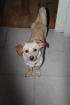 Tringend ein liebes neues zuhause gesucht