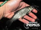 Besatzfische! 30 Graskarpfen ca. 15-20 cm