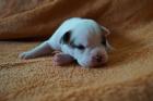 Continental Bulldog Welpen