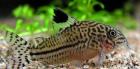 Corydoras, Hechtlinge , L 134 , Salmler, Sturisoma festivum