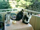 Katzenbetreuung für Grossraum Darmstadt und Groß-Gerau. Tierbetreuung