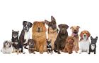 Hundetrainer & Homesitter