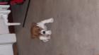 Jack russell Welpe zu verkaufen