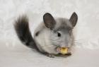 Chinchillas