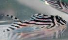  L46 Hypancistrus Zebra (mehr vorhanden) zu verkaufen