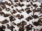 Argentinische Waldschaben, Blaptica dubia