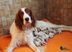 Irish Red and White Setter welpen