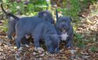 American Welpen Blue-Line Pit Bull Terrier022