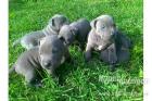 Blueline welpen American Pitbull Terrier*66ss