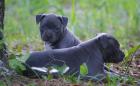 American Welpen Blue-Line Pit Bull Terrier***