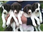 Blueline welpen American Pitbull Terrier*