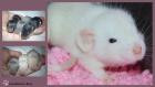 ♡ Wunderschöne Ratten Babys ♡ aus Liebhaberzucht
