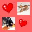CHIHUAHUA - JACK RUSSEL TERRIER - WELPEN SUCHEN AB SOFORT