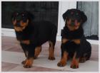 Rottweiler Welpen Reinrassig geimpft