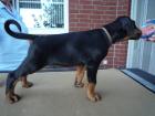 Dobermann Gechipt DV   VDH mit FCI-Stammbaum