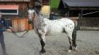 Wunderschöner Appaloosa   Wallach  mit Paß, geimpft,