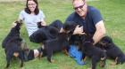 Rottweiler Welpen...