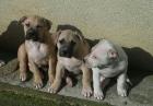 Top xxl American Pitbull Terrier Blue-Line Welpen