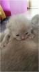 Süßer BKH Kitten (junge)