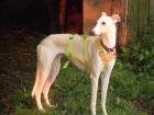 Galva sucht ein neues zu Hause