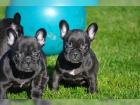 ++++Bildschöne- Französische -Bulldoggen++++