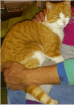 Kater rot/weiß vermisst!