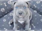 American Staffordshire Bullterrier Welpen aus TOP – Verpaarung
