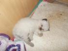 Heilige Birma Kitten