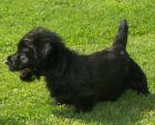Scottish Terrier sehr schöne scottische Hündinnen und Rüden Gestromt mit Ahnenta