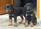 Süße Dobermann Welpen aus liebevoller Aufzucht mit Papiere
