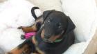 Süße Dobermann Welpen aus liebevoller Aufzucht mit Papiere