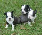 Boston Terrier reinrassig zum verkauf! ! !