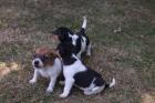 Jack Russel Terrier abzugeben