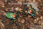 Dicronorhina derbyana, schöne Käfer Rosenkäfer, Engerlinge