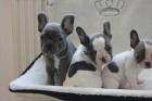 Französische Bulldoggen Welpen mit Papieren gechipt, geimpft dsfgsf