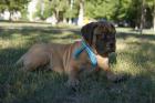 Bullmastiff Welpen mit FCI - Ahnentafel. Transport. 