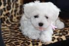 Bichon Frise Welpen zur Abgabe
