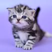 Britisch Kurzhaar, Silber (Whiskas)